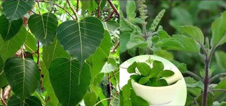 पितृपक्ष में इन पौधों का घर में होना क्यों है खास?