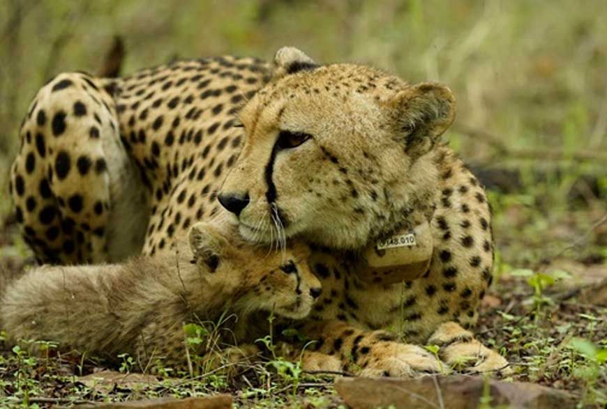 तीन साल में रंग लाई कोशिश: मध्य प्रदेश की हवा-पानी में रच-बस गए चीते