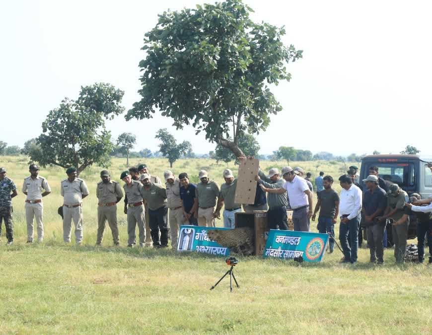 300 KM का सफर तय कर गांधी सागर पहुंची ‘धीरा’, अब दो नर चीतों के बीच होगा वाइल्ड लव ट्राएंगल