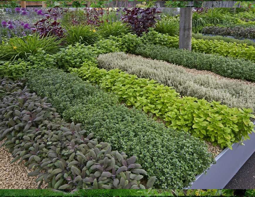 MP के स्कूल-कॉलेजों में बनेगा हर्बल गार्डन, आयुर्वेदिक कॉलेजों की होगी अहम भूमिका