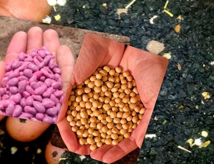 सरगुजा में बीज क्रांति: 1 रुपए में किसान बना सकते हैं अपनी सीड्स नर्सरी