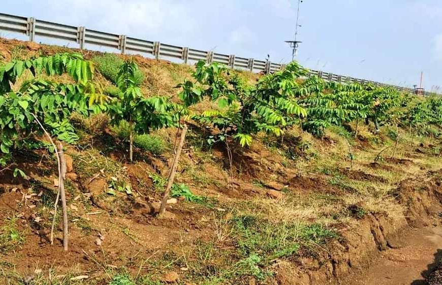 छत्तीसगढ़ के राष्ट्रीय राजमार्ग बन रहे ग्रीन कॉरिडोर:एनएचएआई ने इस साल लगाए 2.71 लाख पौधे