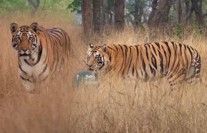 MP में बन रहा बाघों के लिए सुरक्षित कॉरिडोर, नौरादेही से बांधवगढ़ तक जुड़ेंगे 4 टाइगर रिजर्व