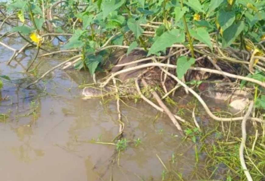 नदी में बहा हाथी का बच्चा, झाड़ी में फंसी मिली लाश