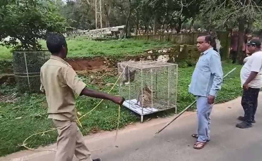 गुरु घासीदास पार्क से 35 बंदर शिफ्ट, उत्पाती बंदरों से मिलेगी राहत