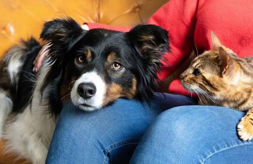 घर में पालतू की लड़ाई ने बढ़ाया तलाक का तनाव, पति ने कहा- अब और नहीं सहूंगा