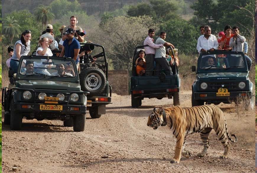 जंगल सफारी की बुकिंग शुरू, कान्हा नेशनल पार्क फुल; सतपुड़ा में नए वाहनों के साथ सैर-सपाटा संभव