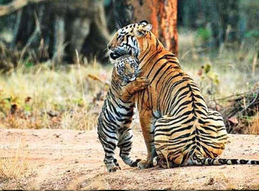 पेंच टाइगर रिजर्व के कोर एरिया के गेट 1 अक्टूबर से खुलेंगे, बढ़ेगा प्रवेश शुल्क