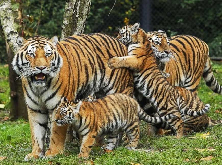 मध्य प्रदेश 6वीं बार बाघ गणना के लिए तैयार, पांच राज्यों के विशेषज्ञों ने माना बेस्ट