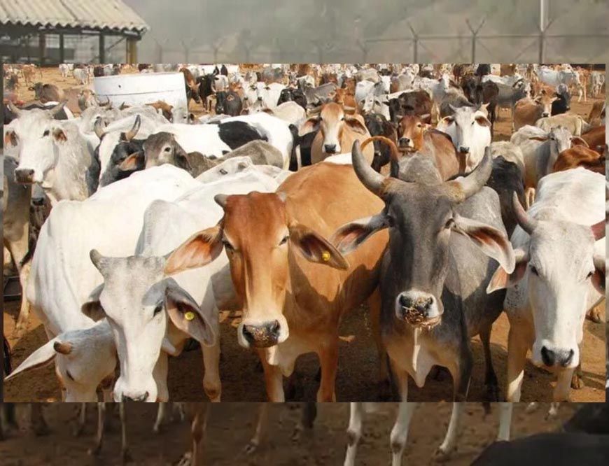 दमोह में बनेगा देश का सबसे बड़ा गोवंश वन्य विहार, 8 हजार से ज्यादा गायों को मिलेगा आश्रय