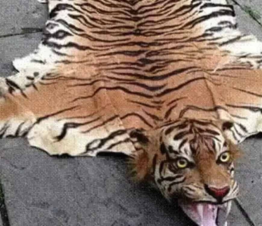 अंतर्राष्ट्रीय बाघ तस्कर ढरके लामा के विरूद्ध इंटरपोल मुख्यालय फ्रांस द्वारा रेड कार्नर नोटिस जारी