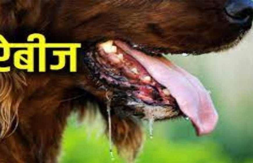 वर्ल्ड रेबीज़ डे: रेबीज़ का कोई इलाज नहीं, पर समय पर टीका है जीवनरक्षक