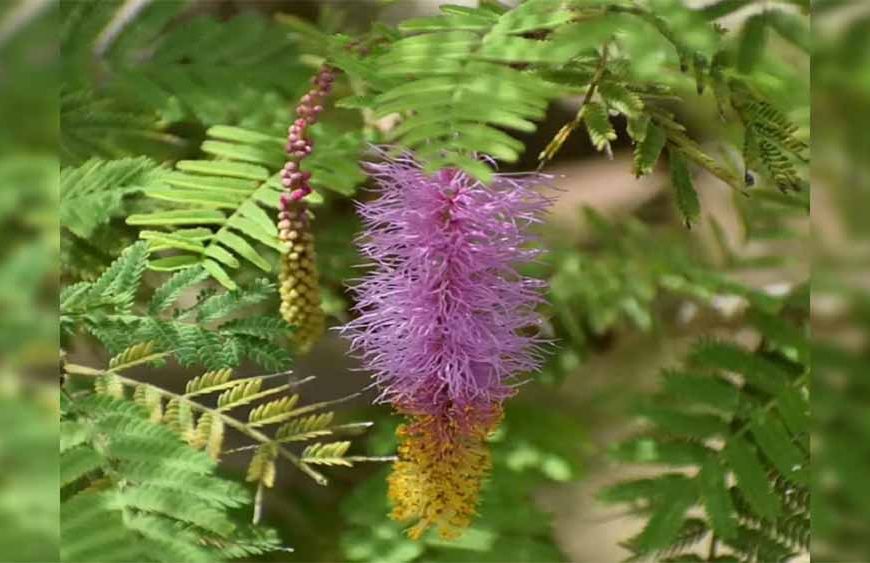 दशहरे पर शमी पूजन का महत्व: विजय, समृद्धि और सौभाग्य का रहस्य