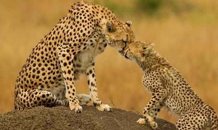 कूनो नेशनल पार्क में 1 अक्टूबर से शुरू होगी चीता सफारी, खुले जंगल में देख सकेंगे 16 चीते