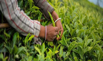 क्लाइमेट चेंज की मार से कांपे चाय बागान, असम में चाय उत्पादन पर मंडराया संकट