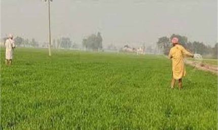 किसानों को दिवाली गिफ्ट: केंद्र सरकार ने बढ़ाया इन फसलों का MSP