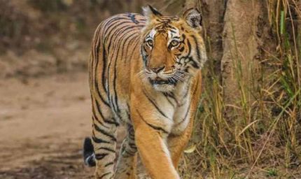 बेतिया में बाघ का हमला: किसान की मौत से ग्रामीणों में दहशत, वन विभाग सतर्क