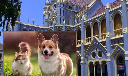 जबलपुर हाईकोर्ट का स्पष्ट निर्देश: सरकारी आवास पालतू जानवरों के लिए नहीं, केवल परिवार के लिए