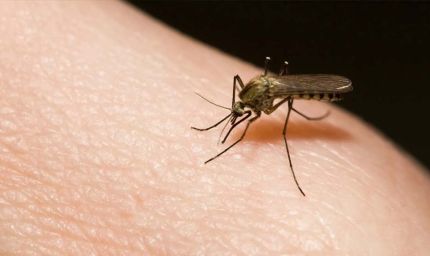 बियर पीने वालों को ज्यादा काटते हैं मच्छर, लेकिन नहाने वालों से रहते हैं दूर: रिसर्च का दावा