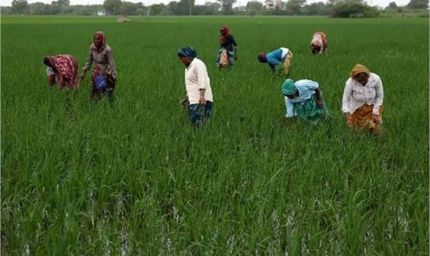 पंजाब सरकार के नए आदेश: किसानों के लिए बड़ी राहत, जानिए कैसे मिलेगा लाभ