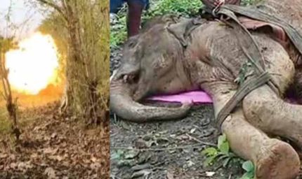 नक्सली हिंसा की चपेट में वन्यजीव: IED धमाके में घायल हाथी की मौत