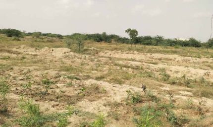 31 करोड़ खर्च के बावजूद असफल पौधरोपण अभियान: सिर्फ कागजों में ही रही हरियाली