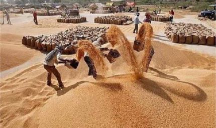 हरियाणा के किसानों के खाते में सीधे पहुंचे 4214.85 करोड़, खरीफ सीजन में रिकार्ड भुगतान