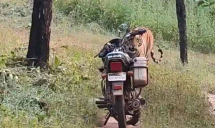 जंगल में घबराहट: फॉरेस्ट गार्ड के सामने अचानक आया बाघ, सूझबूझ से टली बड़ी मुसीबत
