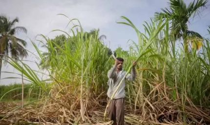दीपावली से पहले किसानों के चेहरे खिले, गन्ना उत्पादकों को 5.98 करोड़ का तोहफा