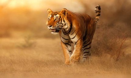 स्टेट टाइगर स्ट्राइक फोर्स मध्यप्रदेश के  सरोठिया को मिला अंतर्राष्ट्रीय अवॉर्ड