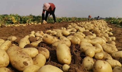 दीघोट में किसानों के लिए सुनहरा मौका: आलू की दोगुनी पैदावार के लिए विशेषज्ञों ने दिए अहम टिप्स