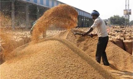 हरियाणा किसानों के खाते में 5932 करोड़ रु. पहुंचे, धान खरीद जोरों पर!