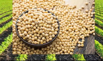 MP के किसानों के लिए राहत भरी खबर: दिवाली के बाद सोयाबीन की खरीदी भावांतर योजना के तहत होगी