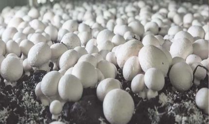 2 कमरों से शुरू किया कारोबार, आज हैं 12 फार्मों के मालिक – जानिए रांची के 'मशरूम मैन' अमित की कहानी