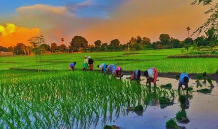 कृषि के क्षेत्र में मध्यप्रदेश स्थापित कर रहा है नये कीर्तिमान