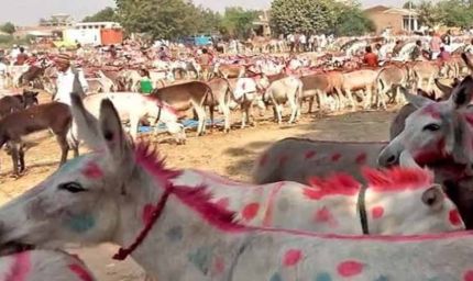 चित्रकूट के ऐतिहासिक गधा मेले में शाहरुख बना स्टार, 1 लाख 5 हजार में बिका!