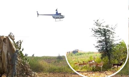 देश में पहली बार शाजापुर में अनोखी पहल, हेलीकॉप्टर से हांका कर हिरणों को पकड़ा गया