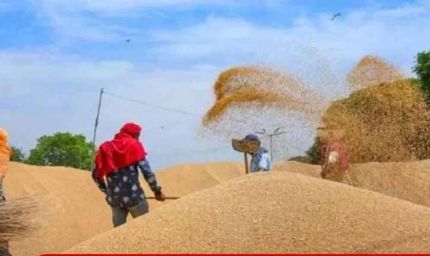 पंजाब की मंडियों में चल रही ‘वजन चोरी’, एजेंट और अधिकारी ऐसे कर रहे किसानों के साथ छल