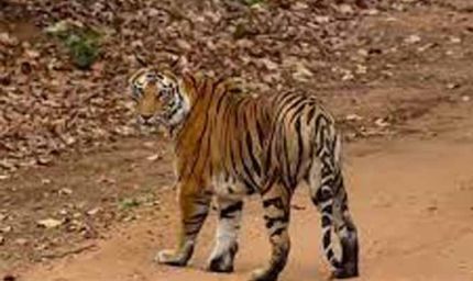 बांधवगढ़ टाइगर रिजर्व में टिकट घोटाला! सरकारी वेबसाइट से हो रही थी सफारी पास की कालाबाजारी