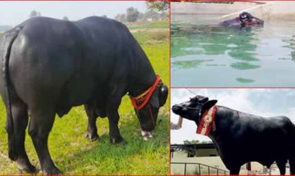 9 फीट लंबे ‘युवराज’ की मौत: पशु जगत ने खोया अपना चैंपियन