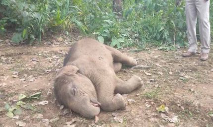 तालाब में डूबने से हाथी शावक की मौत, वन विभाग में मचा हड़कंप