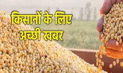 भावांतर योजनांतर्गत कृषि उपज मंडियों में हो रही है सोयाबीन की खरीदी
