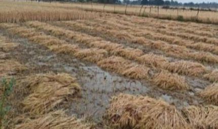 मध्य प्रदेश में बेमौसम बारिश, सोयाबीन, गेहूं और अन्य फसलों को भारी नुकसान