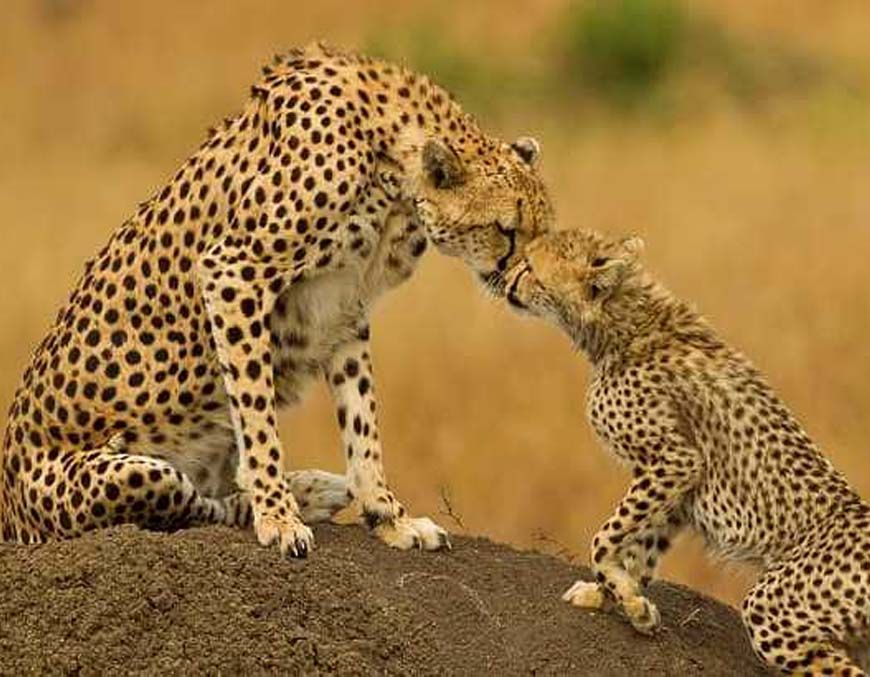 कूनो नेशनल पार्क में 1 अक्टूबर से शुरू होगी चीता सफारी, खुले जंगल में देख सकेंगे 16 चीते