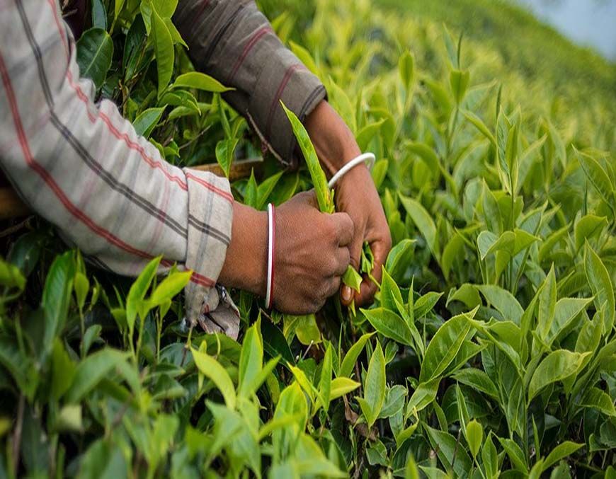 क्लाइमेट चेंज की मार से कांपे चाय बागान, असम में चाय उत्पादन पर मंडराया संकट