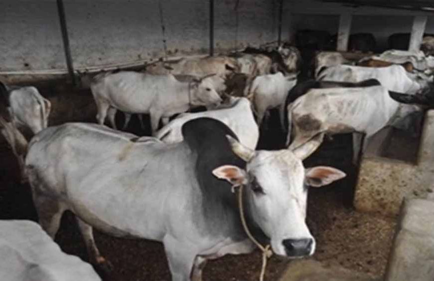 मध्य प्रदेश में एक लाख परिवारों तक पहुंचेगा ‘मैत्री’, जानें पशुपालन कैसे बन सकता है आय का जरिया