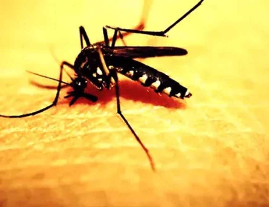 मच्छरों का खतरा बढ़ा: डेंगू नहीं, अब चिकनगुनिया ने मचाई दहशत!