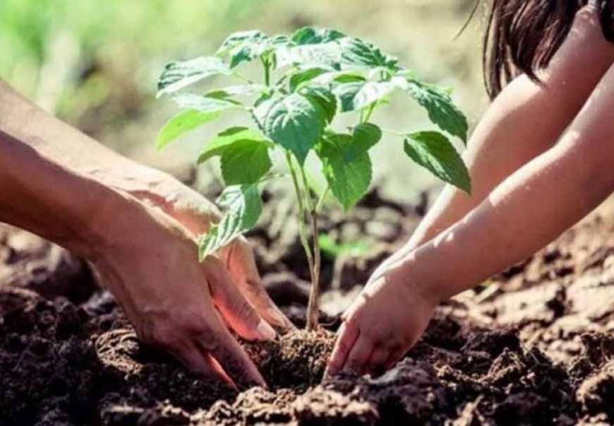 अमृत हरित महाअभियान में नगरीय क्षेत्रों में 35.59 लाख पौधे लगाये गये