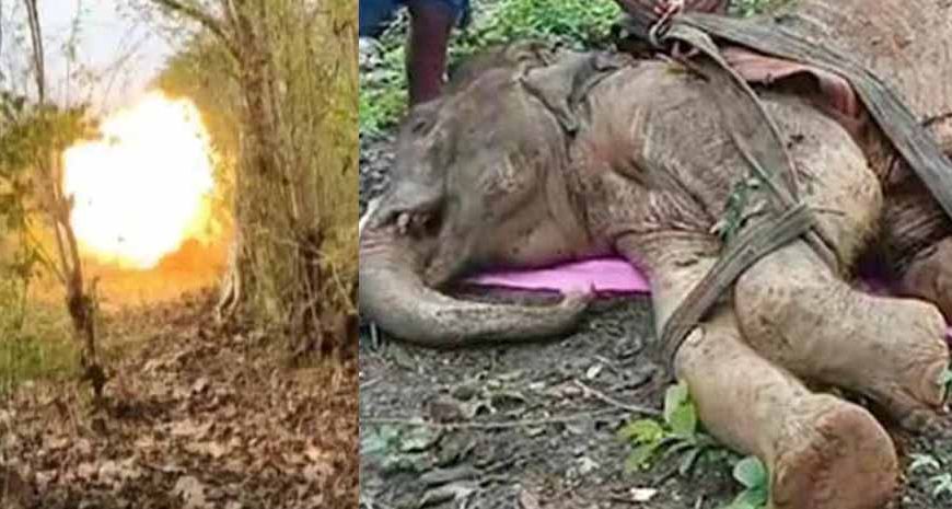 नक्सली हिंसा की चपेट में वन्यजीव: IED धमाके में घायल हाथी की मौत
