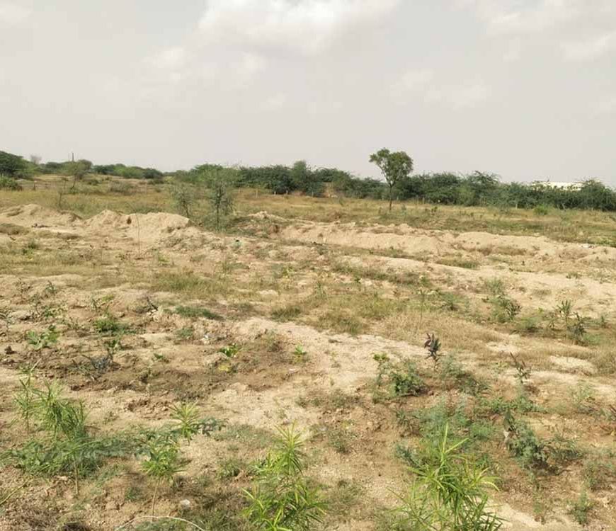 31 करोड़ खर्च के बावजूद असफल पौधरोपण अभियान: सिर्फ कागजों में ही रही हरियाली